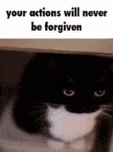 Cat Meme GIF - Cat Meme Funny GIFs