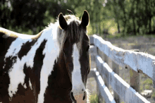Chill GIF - Horse Horses Equine GIFs