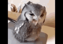 Heeeyyyyy GIF - Owl Wink Cute GIFs
