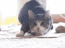 Wiggle Shaq Cat Shimmy GIF - Wiggle Shaq Cat Shimmy Funny Animals GIFs