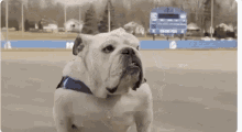 Bulldog Des Moines GIF