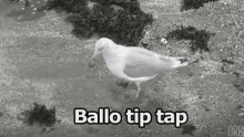Gabbiano Ballare Tip Tap GIF - Seagull Dancing Tip Tap GIFs