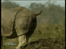 Rhino Poop GIF