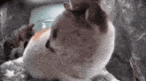 Keyboms Cat GIF - Keyboms Cat Side Eye GIFs