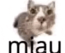 Miau Cat GIF - Miau Cat Silly Cat GIFs