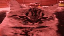 Vutriggercat Triggered GIF - Vutriggercat Triggered Cat GIFs