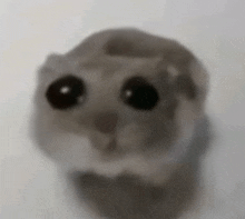 Sad Hamster Meme GIF