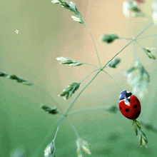 a ladybug is perched on a green plant with the letter t in the background