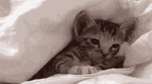 Goodnight Bedtime GIF - Goodnight Bedtime Cat GIFs