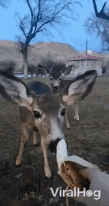 Deer Viralhog GIF
