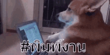พิมพ์งาน ปั่นงาน ทำงาน หมา GIF - Type Typing Work GIFs