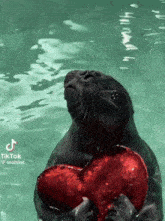 a seal holding a red heart in the water with a tiktok watermark on it