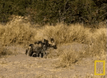 hyena wild life wild animal camouflage