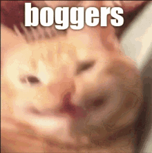 Boggers GIF - Boggers GIFs