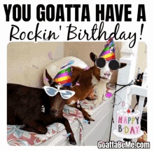 birthday celebration animal party goats