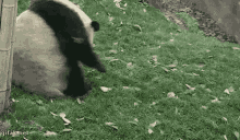 Rolling Panda GIF - Rolling Panda Adorable GIFs