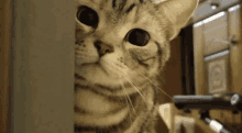 Cat Stalk GIF - Cat Stalk GIFs