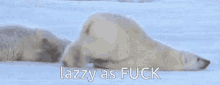 Lazy Polar Bear GIF - Lazy Polar Bear Slide GIFs