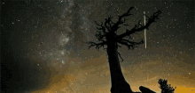 The Tree GIF - The Tree GIFs
