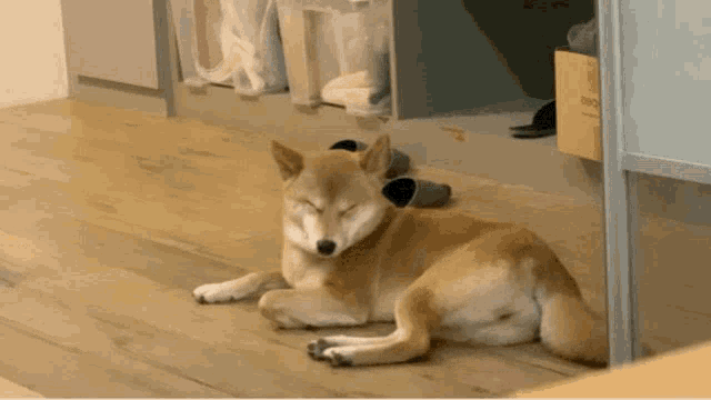 Dog Nap GIF - Dog Nap Time GIFs