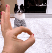 Shoot The Pet Collective GIF - Shoot The Pet Collective Puppy GIFs
