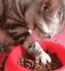 Cat Eat GIF - Cat Eat Meal GIFs