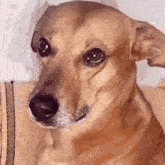 Jiminoreo Cachorro Caramelo GIF - Jiminoreo Cachorro Caramelo GIFs