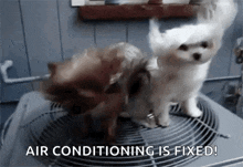 two dogs are standing next to each other on top of an air conditioning unit .