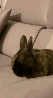 Pupu Bunny GIF - Pupu Bunny Lapin GIFs