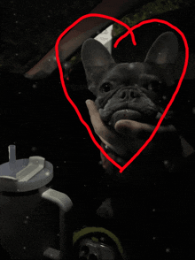 a person is holding a dog with a heart drawn around it