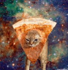 Cheese Pizza Cat GIF