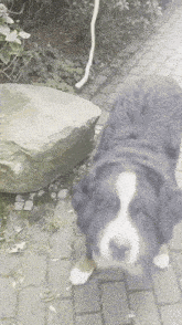Oscarderhund Oscarderstrolch GIF - Oscarderhund Oscarderstrolch Oscarderwau GIFs