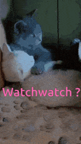 Watch Screen Together Catflix Watchwatch GIF - Watch Screen Together Catflix Watchwatch GIFs