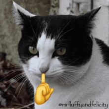 Cat Mew GIF - Cat Mew Mewing GIFs