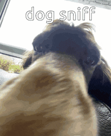 Dog Sniff GIF - Dog Sniff Dog Sniff GIFs