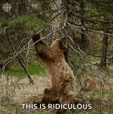 a brown bear is standing on its hind legs in the woods .