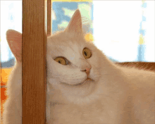 Whatever Cat GIF - Whatever Cat Eyeroll GIFs