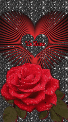 heart love rose red rose sparkle