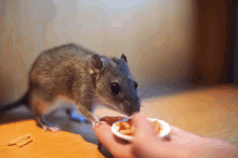 uni eat pasta umi rat rat eat pasta
