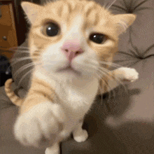 a close up of a cat 's face with its paw up