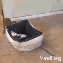I Dont Want To Share Bed Viralhog GIF - I Dont Want To Share Bed Viralhog Get Off My Bed GIFs
