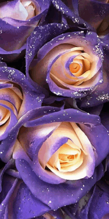 Purple Rose Roses GIF - Purple Rose Roses GIFs