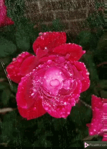 Beautiful Flower GIF