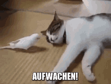 Vogel Und Katze: Aucwachen GIF - Aufwachen Aufstehen Katze GIFs
