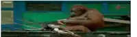 a monkey is sitting on a bench eating a bowl of food .