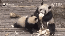 Pandas Bears GIF - Pandas Bears Funny Animals GIFs