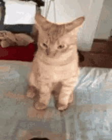 Fabulous Cat GIF - Fabulous Cat Cats GIFs