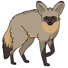 fox bat eared fox