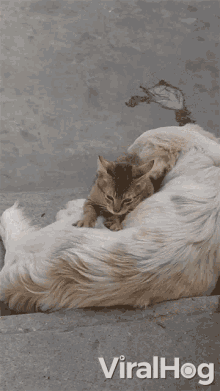 Cat Cuddle GIF - Cat Cuddle Dog GIFs