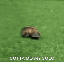 a turtle is sitting in the grass with the words `` gotta do my solo '' written below it .